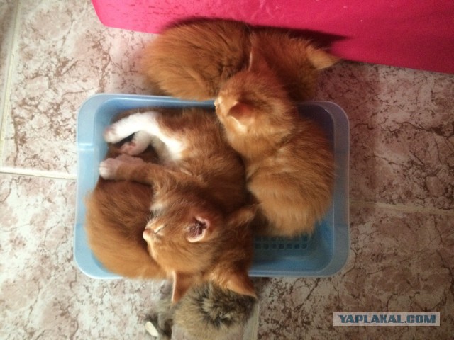 Котовторник 14.07.2015