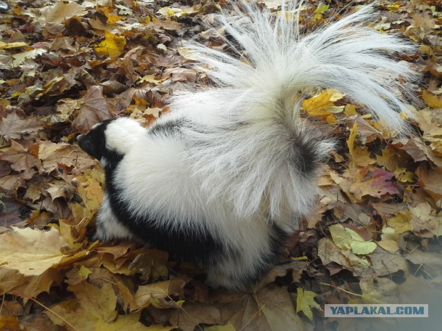 Моменты, заставляющие меня верить в человечество...