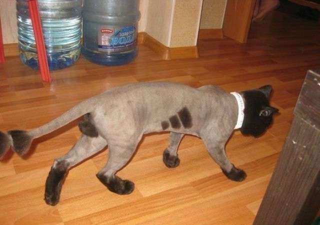 Демы к котовторнику!