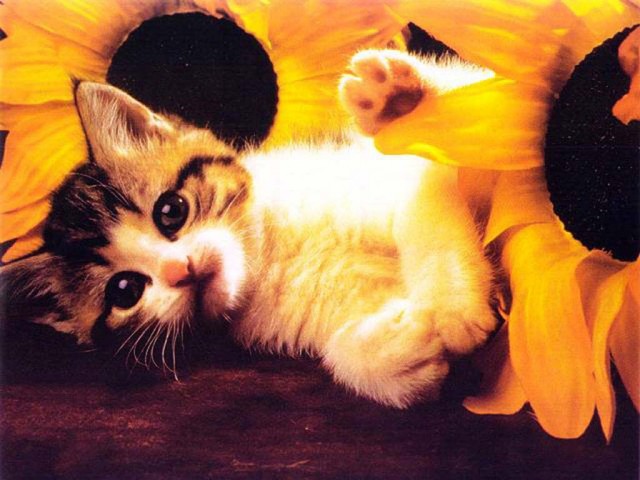 КошкоЛето!