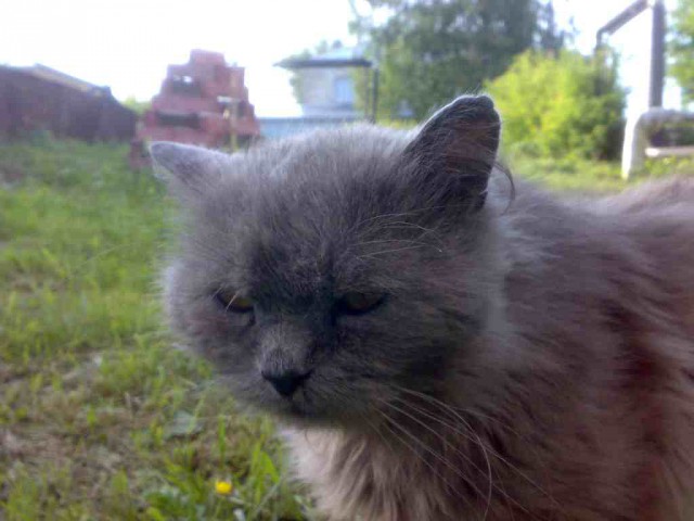 Суровый кот Васька в мехцехе шатхы "Котинская"