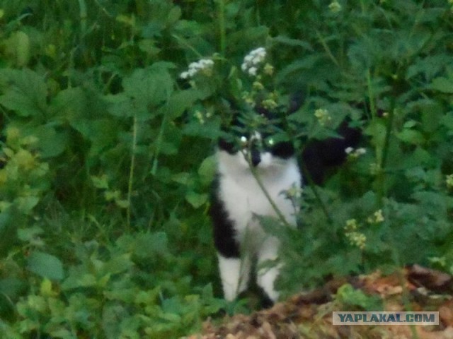 Жизнь домашнего приюта для котеек 116
