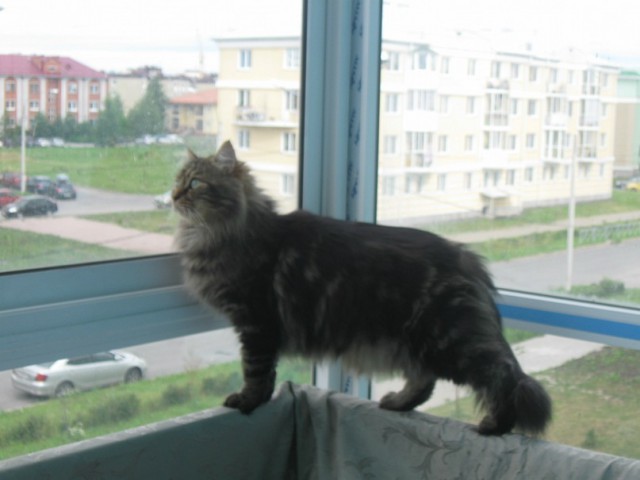 Коты из сети