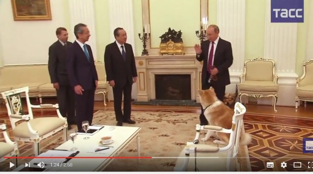 Путин показал японским журналистам Юмэ — «строгую собаку», подаренную ему Японией в 2012 году