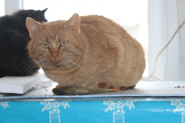 Котовторник 20.12.2016