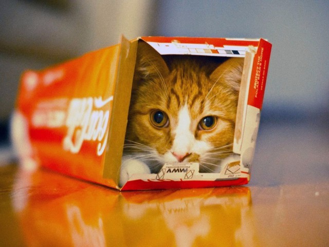 Коты и Кошки
