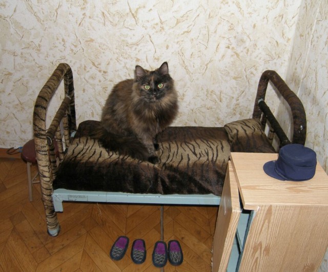 40  картинок  на пятницу...