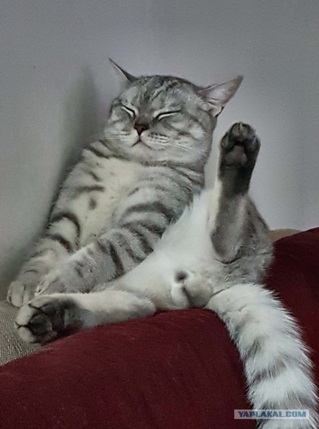 Кошак мой