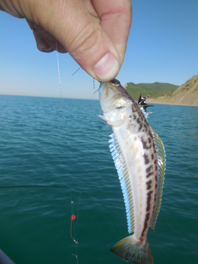 Черноморская рыбалка в июле