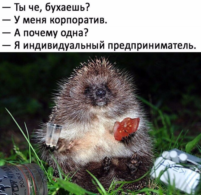 Подборка забавных животных