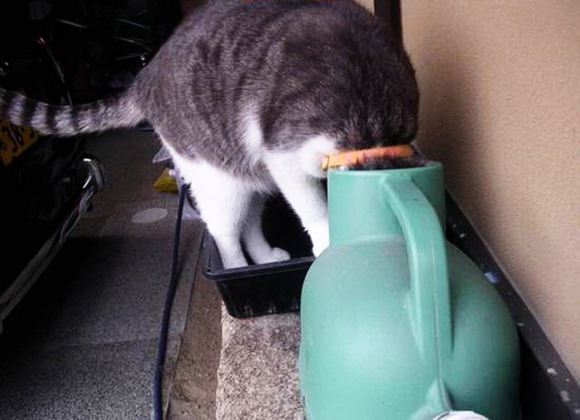 Коты и Кошки