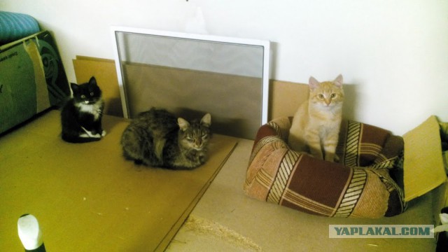 Котовторник 24.10.2017