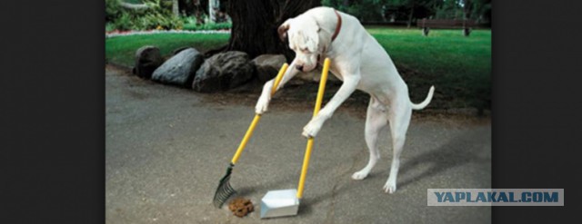 Практическое руководство по уборке за домашними собаками в уличных условиях.