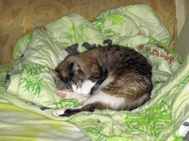 Котовторник  23.01.2018