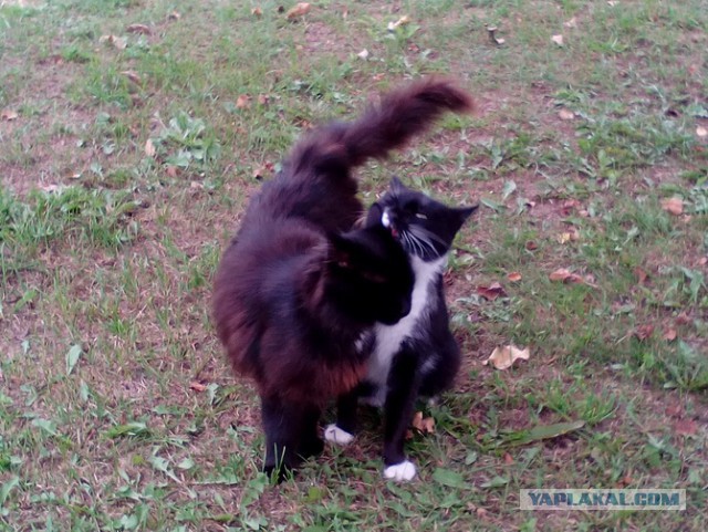 Котовторник 20.03.2018