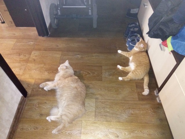 Котовторник 22.05.2018