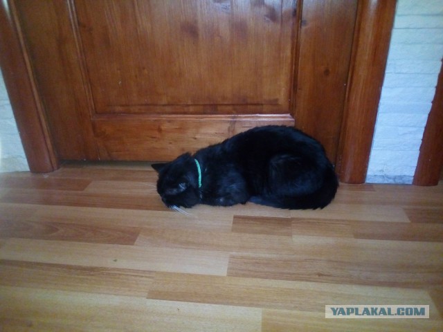 История одного котенка
