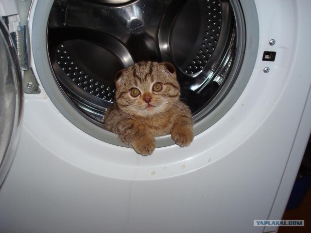 УРРААА ! Котовторник на ЯПлакалъ !