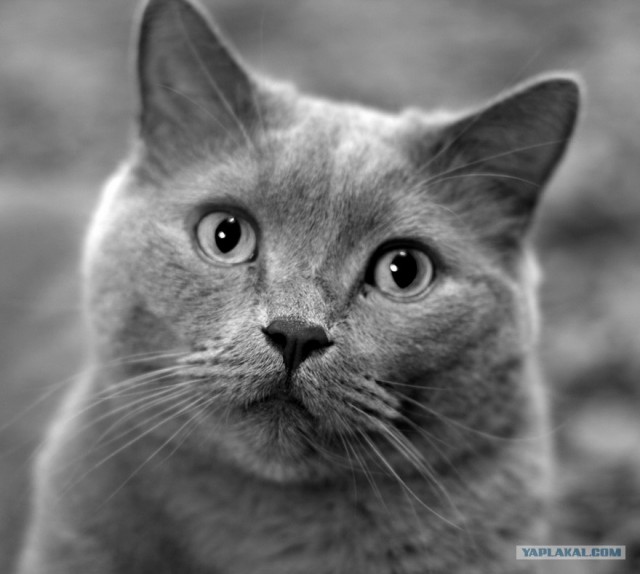 Котовторник на 22 июня