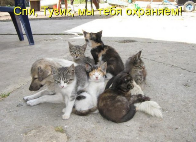 Кошки или собаки?