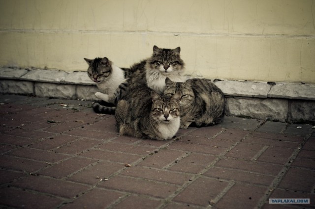 Начинаем котовторник!