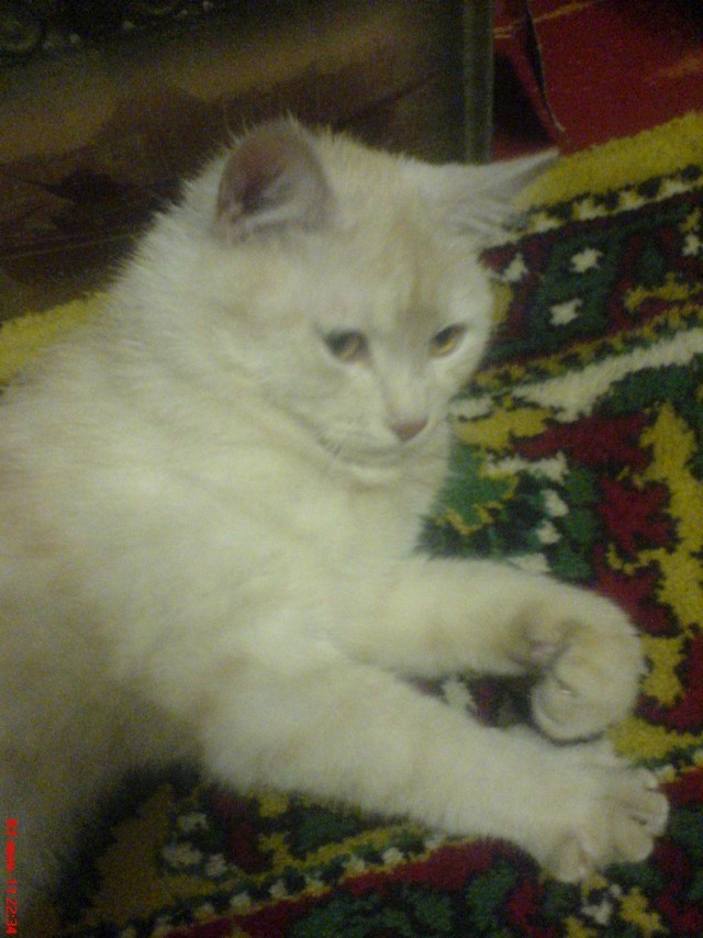 Котовторник объявляется открытым!