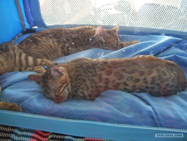 Сонный Котовторник