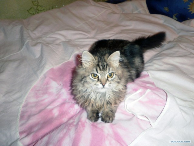 Котовторник! 08.11.11