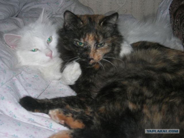 Котовторник!