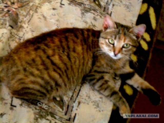 Котовторник (31.01.2012)