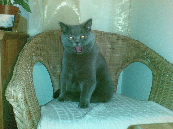 Котовторник (21.02.2012)