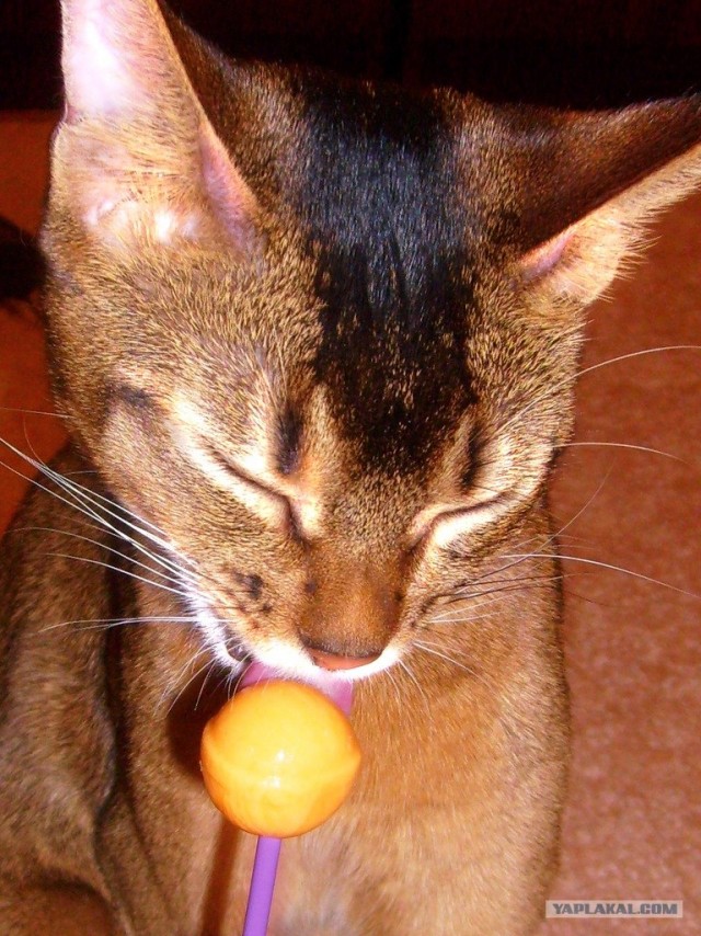 Котовторник  от 3.04.2012