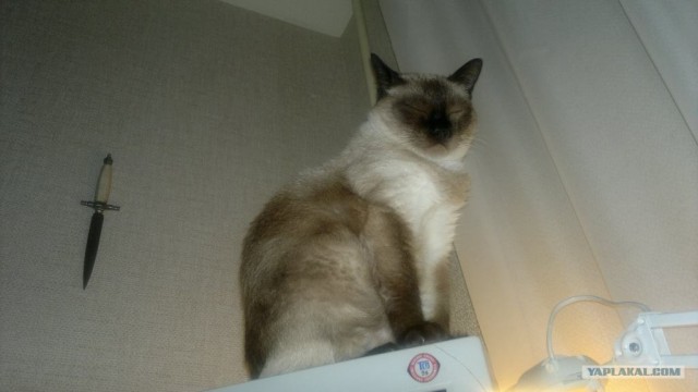 Котовторник 29.05.2012