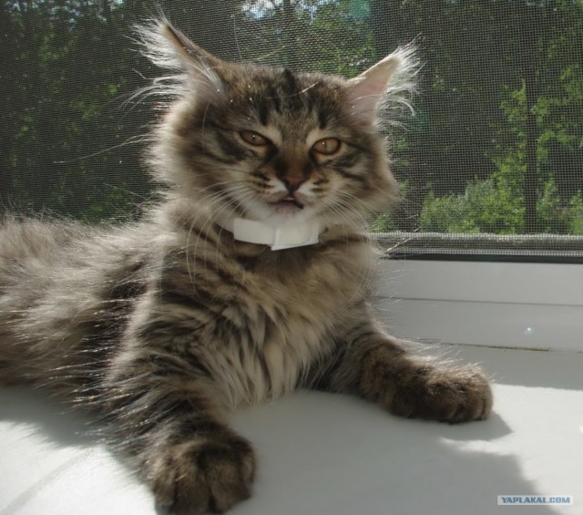 Котовторник  28.08.12