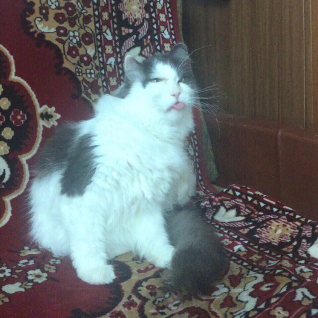 Забавные фото котеек