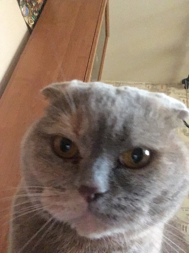 Забавные фото котеек
