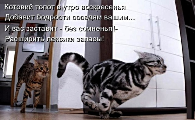 Картинки с надписями с котами и про котов
