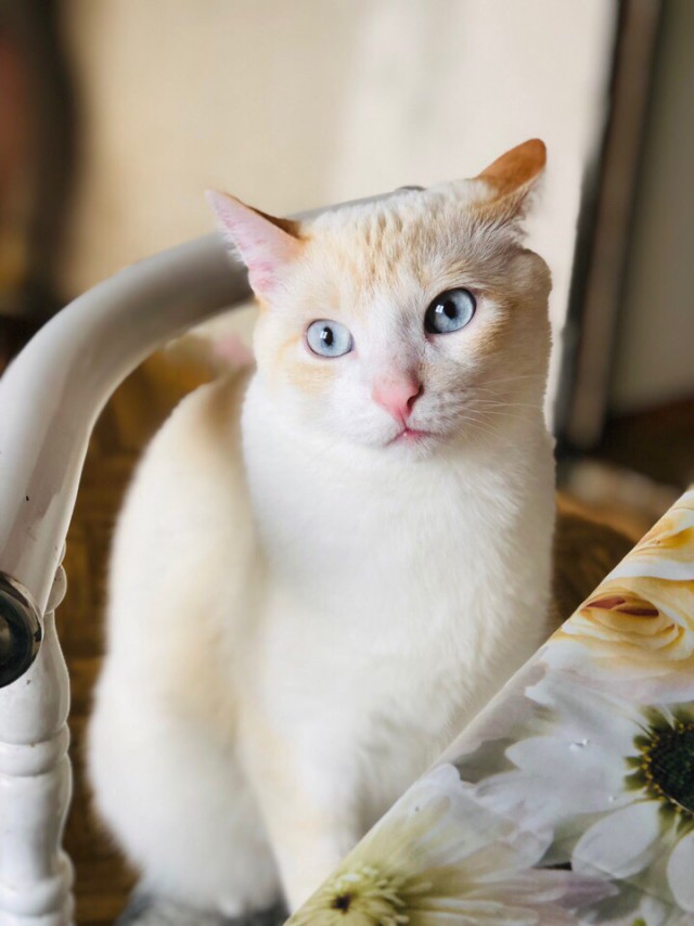 Забавные фото котеек