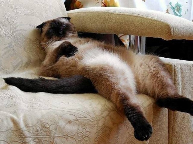 Ветеринар рассказал о последнем желании домашних животных перед смертью