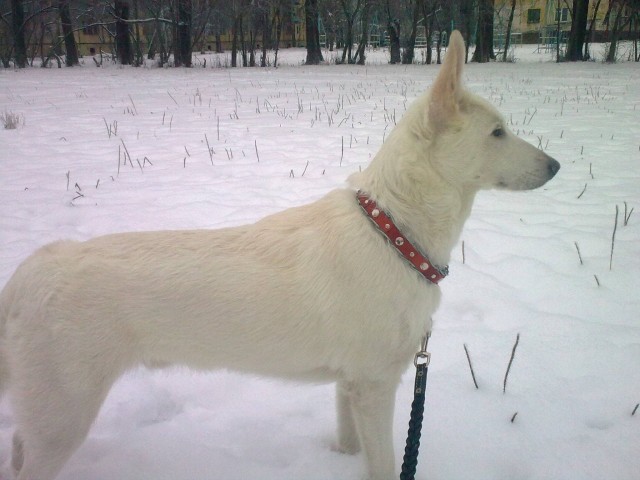 Живность из сети