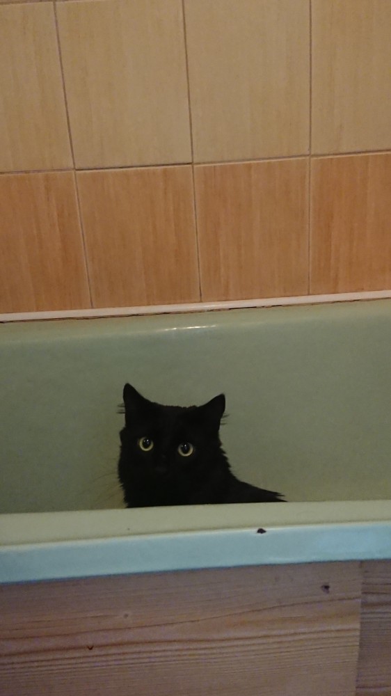 Купание черного кота