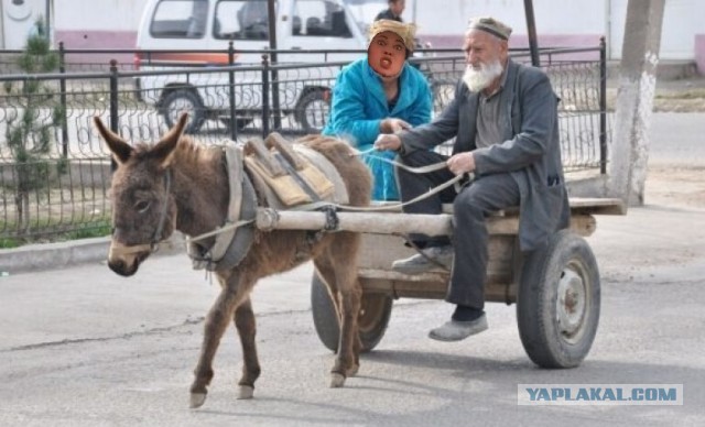 Сборник весёлых картинок по нашумевшей теме "Вези меня..."