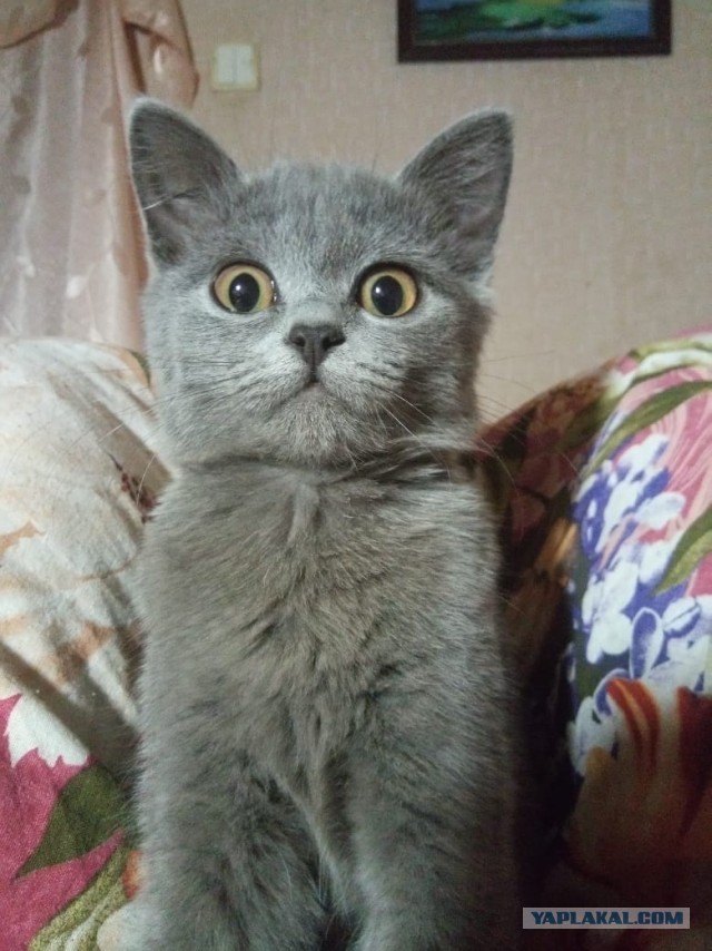 Победители конкурса фотографии Comedy Pet Photo Awards 2020