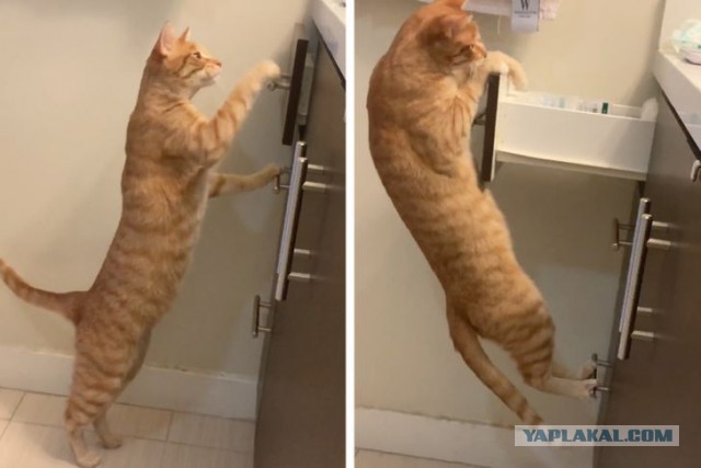 Котовторник?! Коты во вторник!