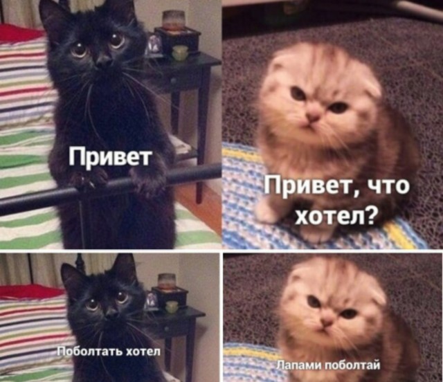11 мемасиков про животных и отношения