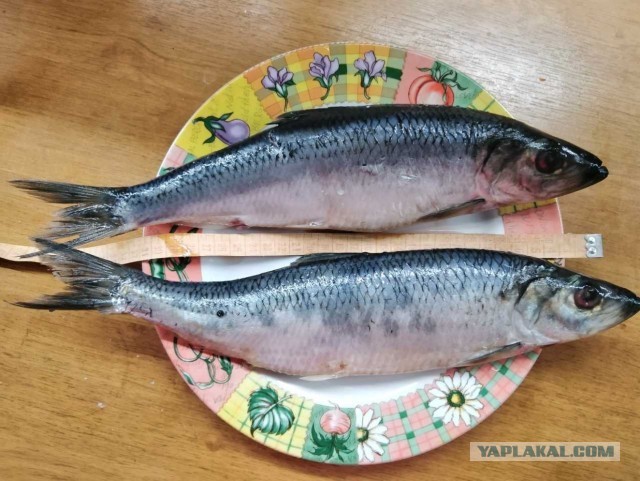 Посиделки под селёдку