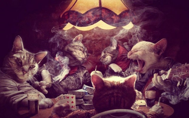 К Кото-вторнику: Спасение осиротевшего кота