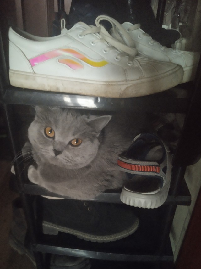 Даешь котовторник!