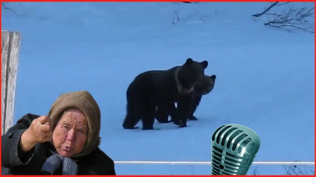 Как утихомирить койотов?