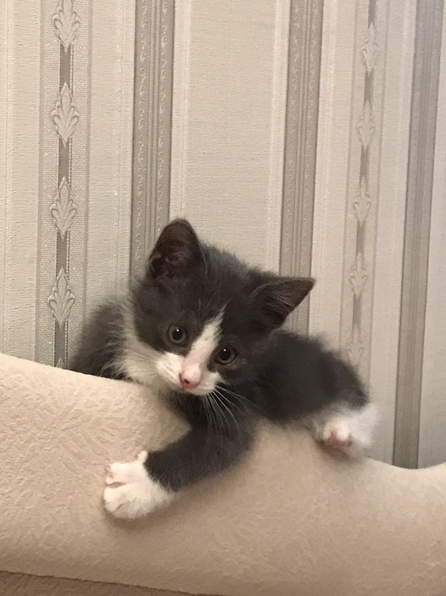 Кошачьи приключения